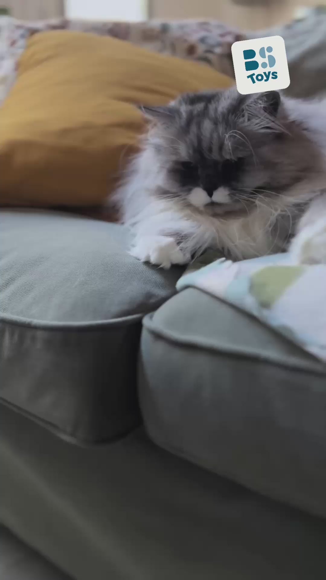 Vind de kat!